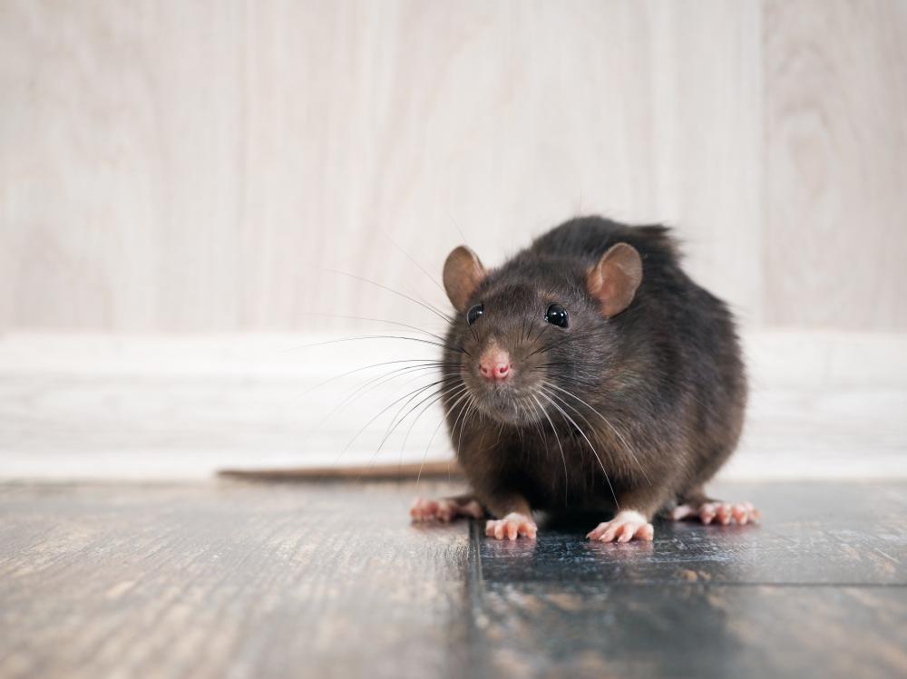 rat